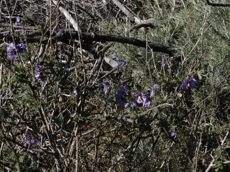 Solanum-xanti-purple-nightshade-Pt-Mugu-2010-02-13-IMG_3808.jpg