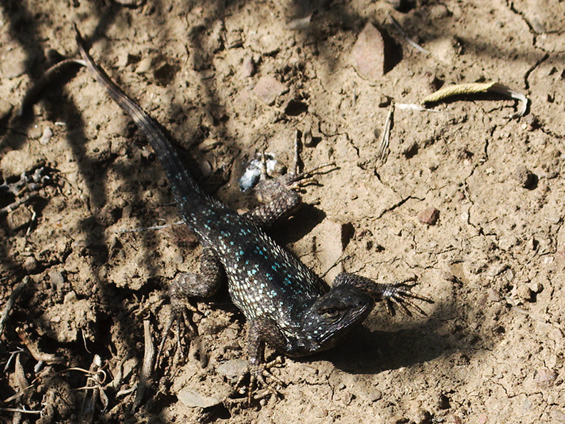 Western-fence-lizard-Sceleporus-occidentalis-in-territorial-mode-Chumash-Pt-Mugu-2013-02-06-IMG_3497.jpg