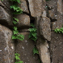 fern-growing-in-bare-rock-crevices-Waterfall-trail-Pt-Mugu-2013-02-01-IMG 3445