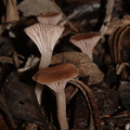fungi-indet-basidiomycetes-Pt-Mugu-2010-02-13-CRW_8416.jpg