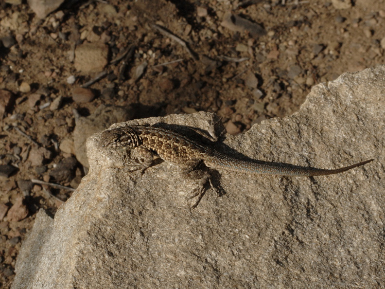 lizard-Uta-stansburiana-Pt-Mugu-2010-02-13-IMG_3830.jpg