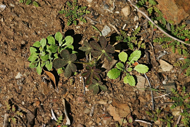 lupine-phacelia-erodium-seedlings-after-rain-2008-02-07-img_5977.jpg
