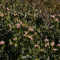 rhus-integrifolia-lemonadeberry-2008-02-07-img 5979