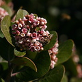 rhus-integrifolia-lemonadeberry-2008-02-07-img 5982