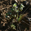 yucca-seedling-buckwheat-after-rain-2008-02-07-img 6005
