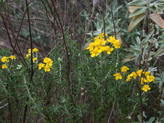 Hemizonia-sp-fasciculata-tarweed-Pt-Mugu-2011-02-15-IMG 7135