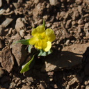 Mimulus-brevipes-widethroated-yellow-monkeyflower-Pt-Mugu-2013-03-11-IMG 7574
