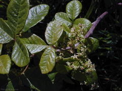 Rhus-toxicodendron-poison oak1-2003-02-21