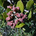 Rhus integrifolia fr-2003-02-21
