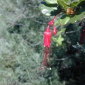 Ribes-speciosum-fl5-2003-02-14