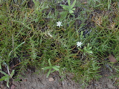 Spergula arvensis habit-2003-03-06