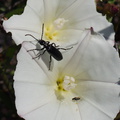 black-beetle-on-field-bindweed-Convolvulus-arvensis-Chumash-2013-03-10-IMG_0294.jpg