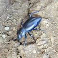 dung_beetle1-2003-02-21.jpg