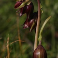 fritillaria-biflora-chocolate-lily-2008-03-07-img 6446