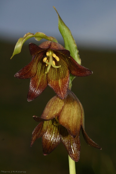 fritillaria-biflora-chocolate-lily-2008-03-07-img 6451