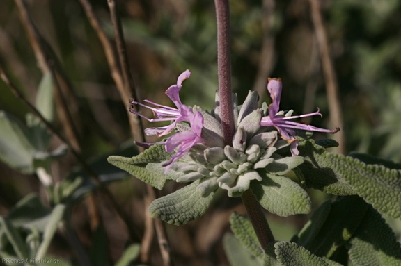 salvia-leucophylla-purple-sage-2008-03-07-img 6459