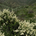 Adenostoma-fasciculatum-chamise-flowering-2011-04-22-IMG_7677.jpg