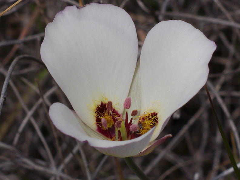 Calochortus-catalinae-mariposa-lily-Chumash-Trail-Santa-Monica-Mts-2013-03-25-IMG 0378