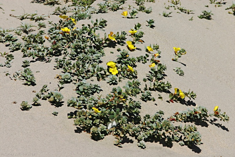 Camissonia-cheiranthifolia-beach-primrose-2004-04-07-img 2524