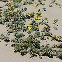 Camissonia-cheiranthifolia-beach-primrose-2004-04-07-img 2524