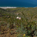 Chaenactis-artemisifolia-white-pincushion-flower-Chumash-Trail-Pt-Mugu-2017-03-27-IMG 8045