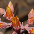 Dudleya-lanceolata-orange-flowered-Chumash-2013-04-27-IMG_7673.jpg