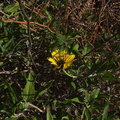 Encelia-californica-bush-sunflower-Pt-Mugu-2012-03-19-IMG_1373.jpg