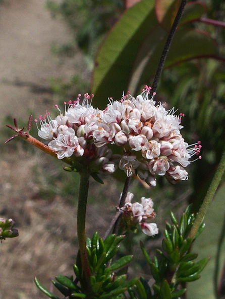 Eriogonum-fasciculatum-California-buckwheat-only-flowers-seen-Pt-Mugu-2012-04-08-IMG_1515.jpg