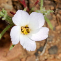 Linanthus-californicus-prickly-phlox-Ray-Miller-Trail-Pt-Mugu-2016-03-24-IMG_3061.jpg