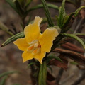 Mimulus-aurantiacus-sticky-monkeyflower-Chumash-2013-04-29-IMG_0630.jpg