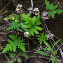 Pentagramma-trangulata-goldback-fern-seedling-Pt-Mugu-2012-04-29-IMG 1685