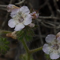 Phacelia-cicutaria-caterpillar-scorpionweed-Chumash-Trail-Santa-Monica-Mts-2013-04-01-IMG_0416.jpg