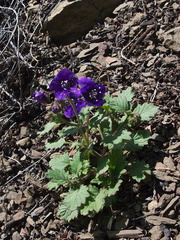 Phacelia-parryi-only-flowers-seen-Pt-Mugu-2012-04-08-IMG 1519
