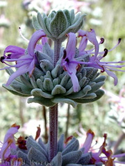 Salvia-leucophylla-infl1-2003-03-31