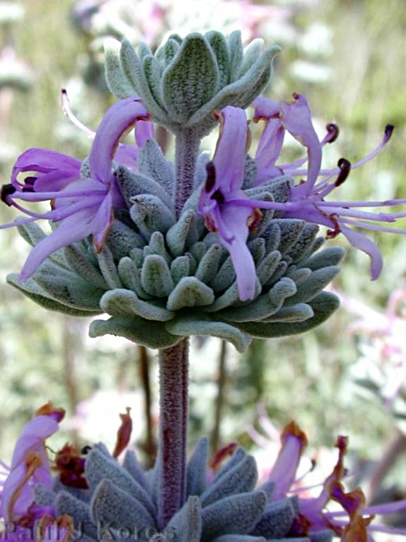 Salvia-leucophylla-infl1-2003-03-31.jpg