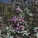 Salvia-leucophylla-pink-sage-only-flowers-seen-Pt-Mugu-2012-04-08-IMG 1524