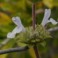 Salvia-mellifera-black-sage-Chumash-Trail-Santa-Monica-Mts-2013-04-01-IMG_0421.jpg