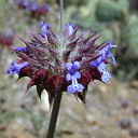 Salvia colummbariae infl4-2003-04-09