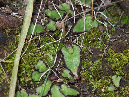 Targionia-sp-thallose-liverwort-and-moss-Pt-Mugu-2012-03-19-IMG 1368