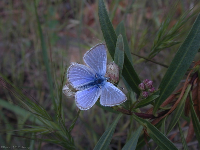 butterfly_blue1-2004-03-21.jpg