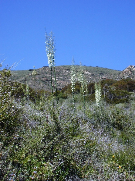 yucca_plants_landscape-2003-04-09.jpg