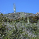 yucca plants landscape-2003-04-09