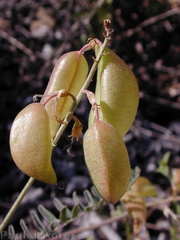 Astragalus-trichopodus-pods2-2003-05-01
