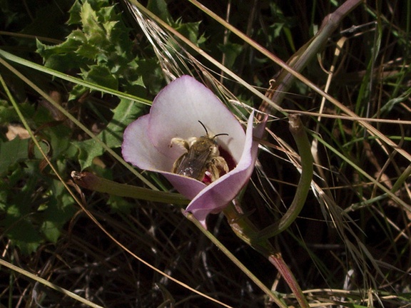 Calochortus-catalinae-mariposa-lily-with-bee-Pt-Mugu-2010-05-08-IMG 4973