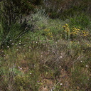 Calochortus-catalinae-meadow-Pt-Mugu-2010-05-08-IMG 5043
