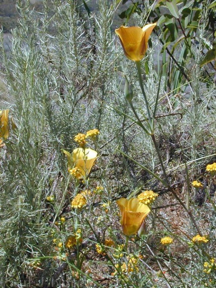 Calochortus-clavatus-plants1-2003-05-27.jpg