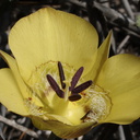 Calochortus-clavatus-yellow-mariposa-Pt.Mugu-2009-05-27-IMG 3074