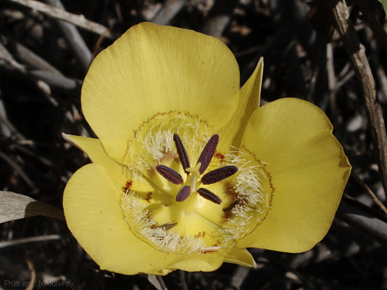 Calochortus-clavatus-yellow-mariposa-Pt.Mugu-2009-05-27-IMG_3075.jpg