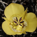 Calochortus-clavatus-yellow-mariposa-Pt.Mugu-2009-05-27-IMG 3075