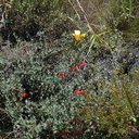 Calochortus clavata Silene sage-2005-05-30